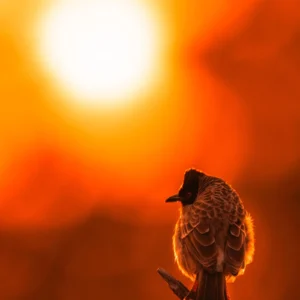 Sun-warmed Bulbul in Ranthambore
